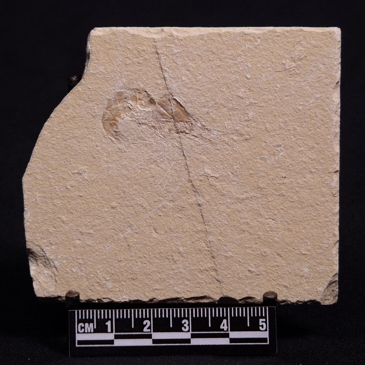 SHRIMP FOSSIL CARPOPENAEUS CALLIROSTRIS, Upper Cretaceous, Lebanon YSL001