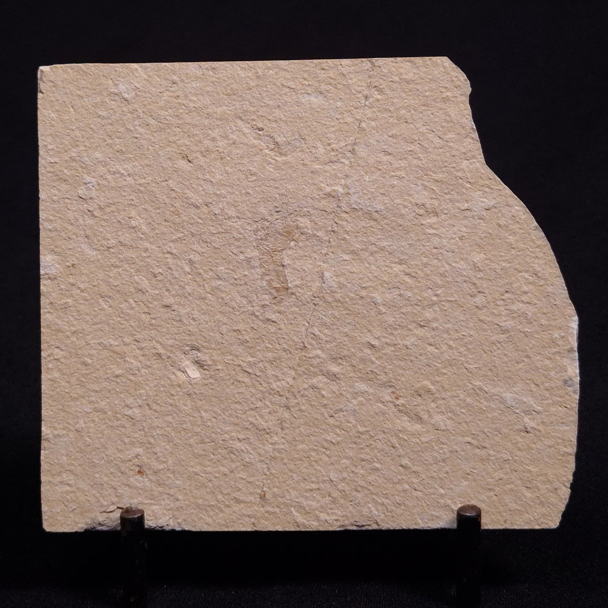 SHRIMP FOSSIL CARPOPENAEUS CALLIROSTRIS, Upper Cretaceous, Lebanon YSL001