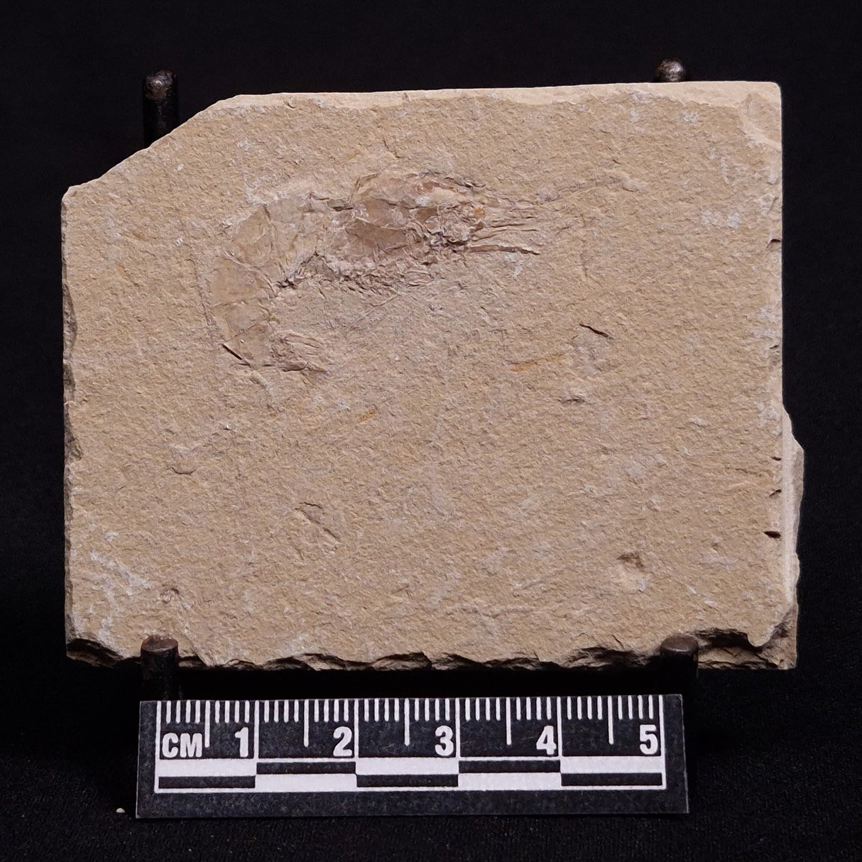 SHRIMP FOSSIL CARPOPENAEUS CALLIROSTRIS, Upper Cretaceous, Lebanon YSL002