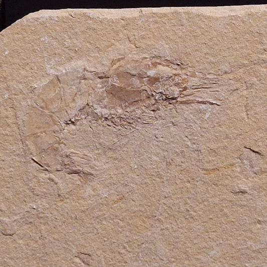 SHRIMP FOSSIL CARPOPENAEUS CALLIROSTRIS, Upper Cretaceous, Lebanon YSL002