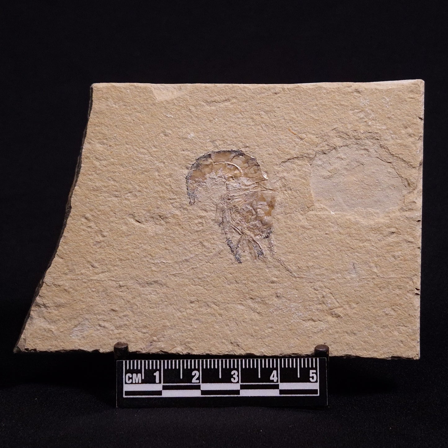 SHRIMP FOSSIL CARPOPENAEUS CALLIROSTRIS, Upper Cretaceous, Lebanon YSL003