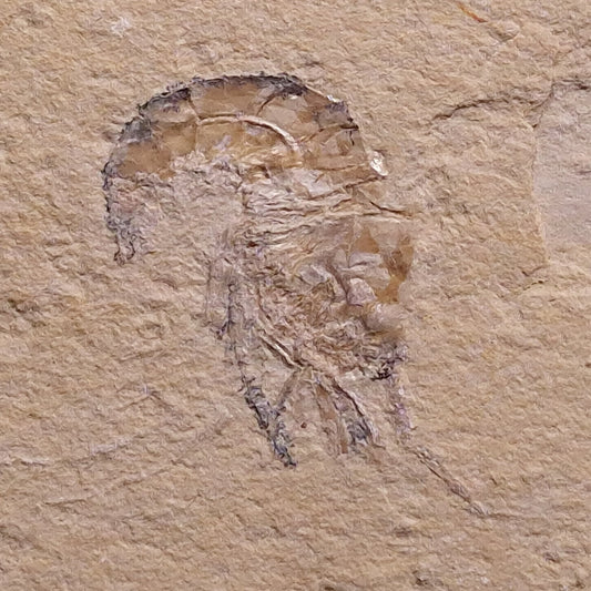 SHRIMP FOSSIL CARPOPENAEUS CALLIROSTRIS, Upper Cretaceous, Lebanon YSL003