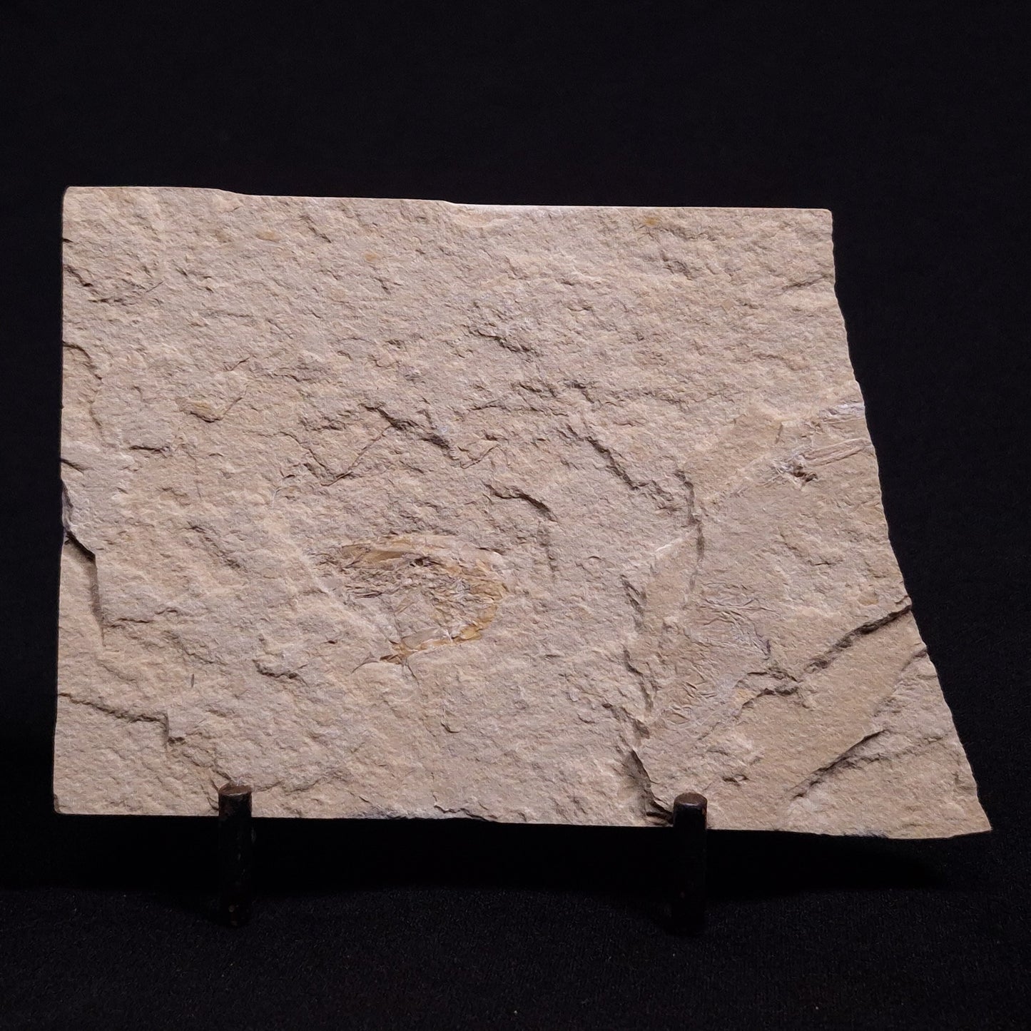 SHRIMP FOSSIL CARPOPENAEUS CALLIROSTRIS, Upper Cretaceous, Lebanon YSL003