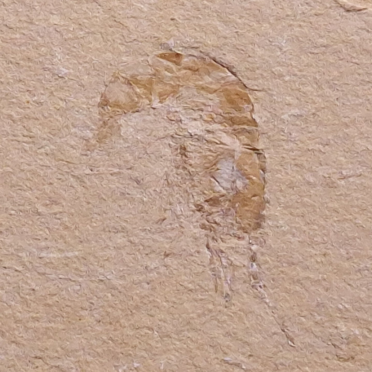SHRIMP FOSSIL CARPOPENAEUS CALLIROSTRIS, Upper Cretaceous, Lebanon YSL004