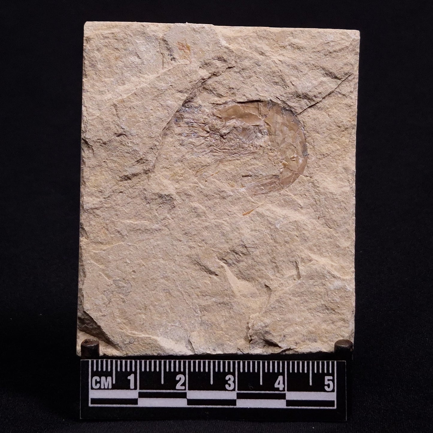 SHRIMP FOSSIL CARPOPENAEUS CALLIROSTRIS, Upper Cretaceous, Lebanon YSL005