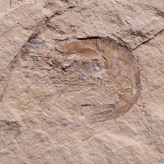 SHRIMP FOSSIL CARPOPENAEUS CALLIROSTRIS, Upper Cretaceous, Lebanon YSL005