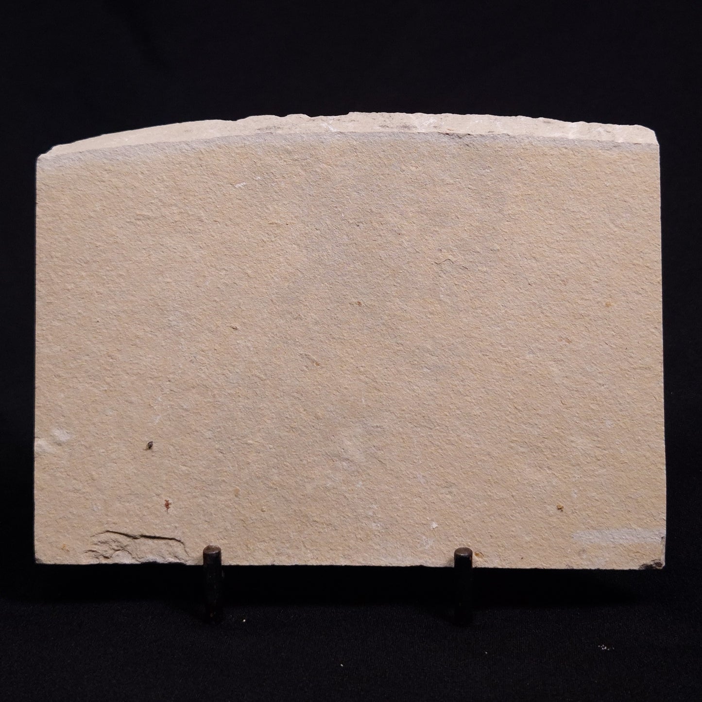 SHRIMP FOSSIL CARPOPENAEUS CALLIROSTRIS, Upper Cretaceous, Lebanon YSL006