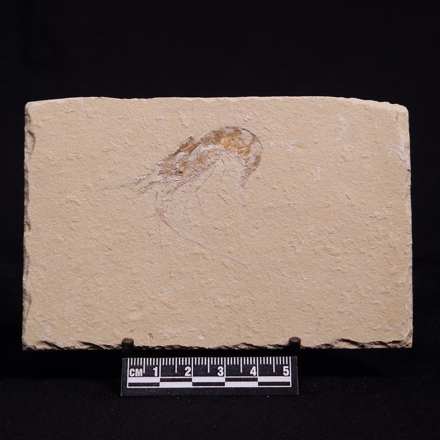 SHRIMP FOSSIL CARPOPENAEUS CALLIROSTRIS, Upper Cretaceous, Lebanon YSL007