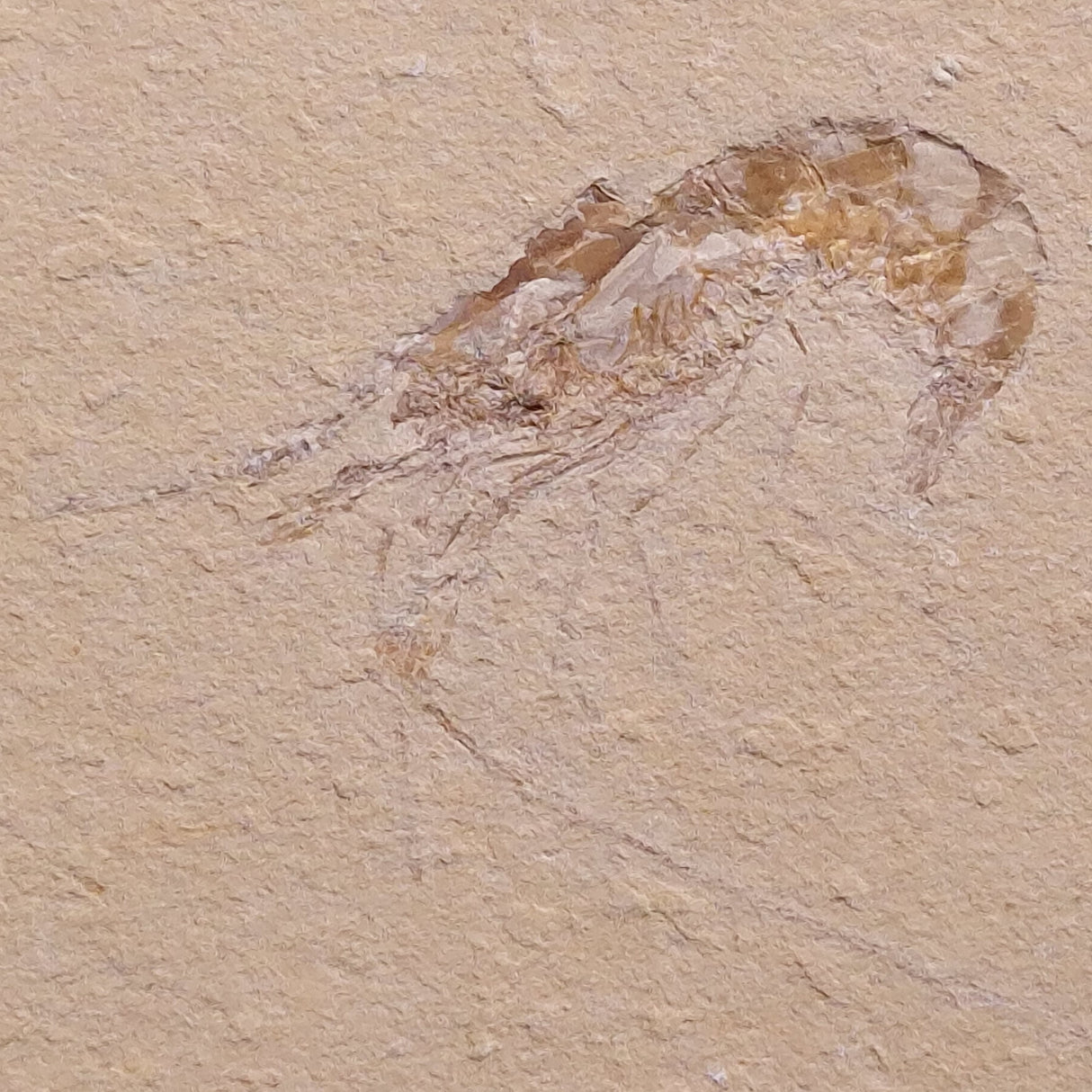 SHRIMP FOSSIL CARPOPENAEUS CALLIROSTRIS, Upper Cretaceous, Lebanon YSL007
