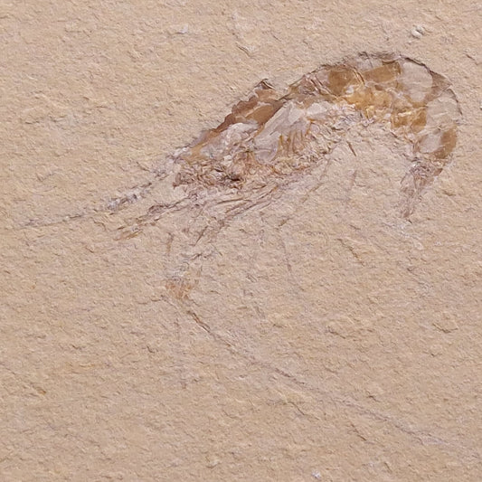 SHRIMP FOSSIL CARPOPENAEUS CALLIROSTRIS, Upper Cretaceous, Lebanon YSL007
