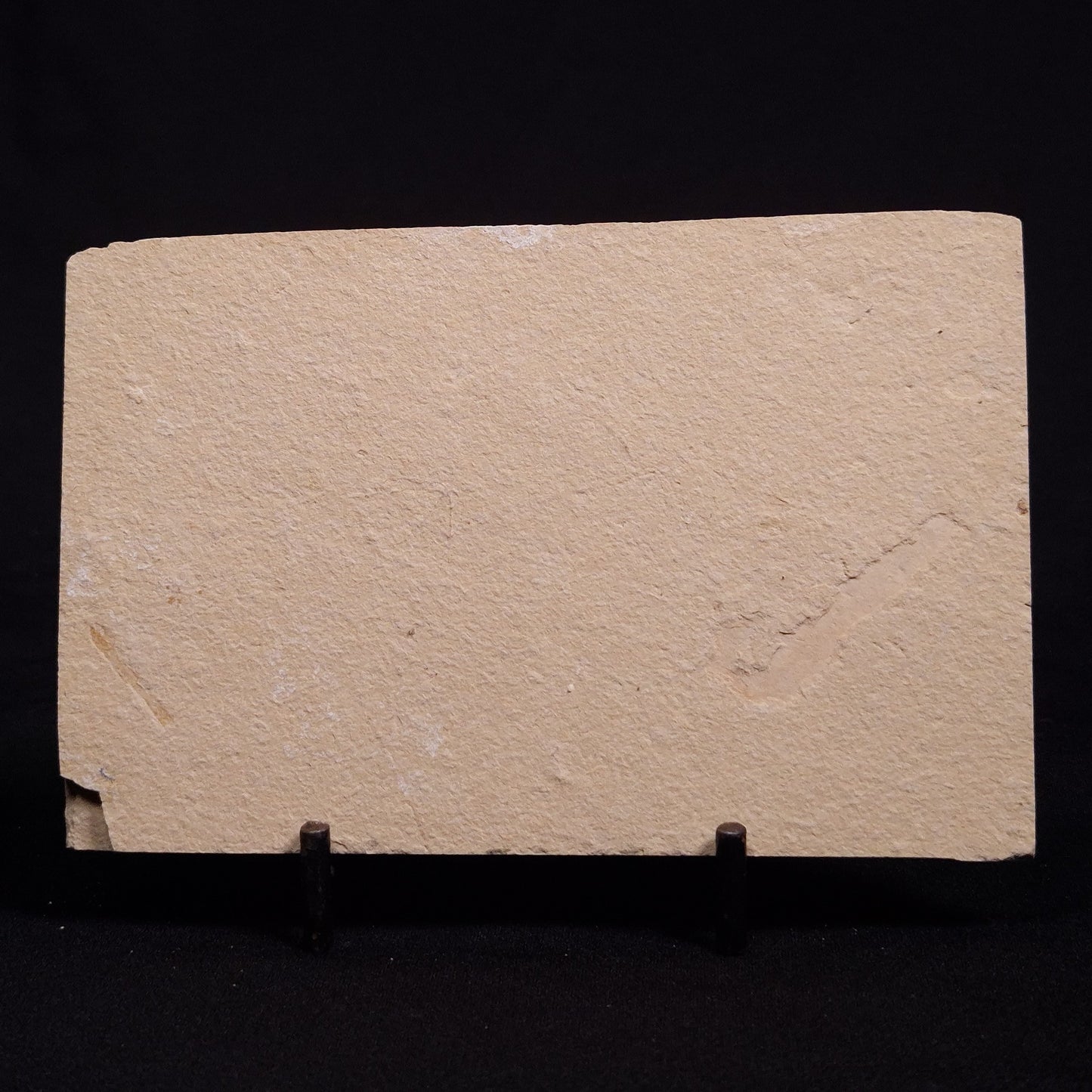 SHRIMP FOSSIL CARPOPENAEUS CALLIROSTRIS, Upper Cretaceous, Lebanon YSL007