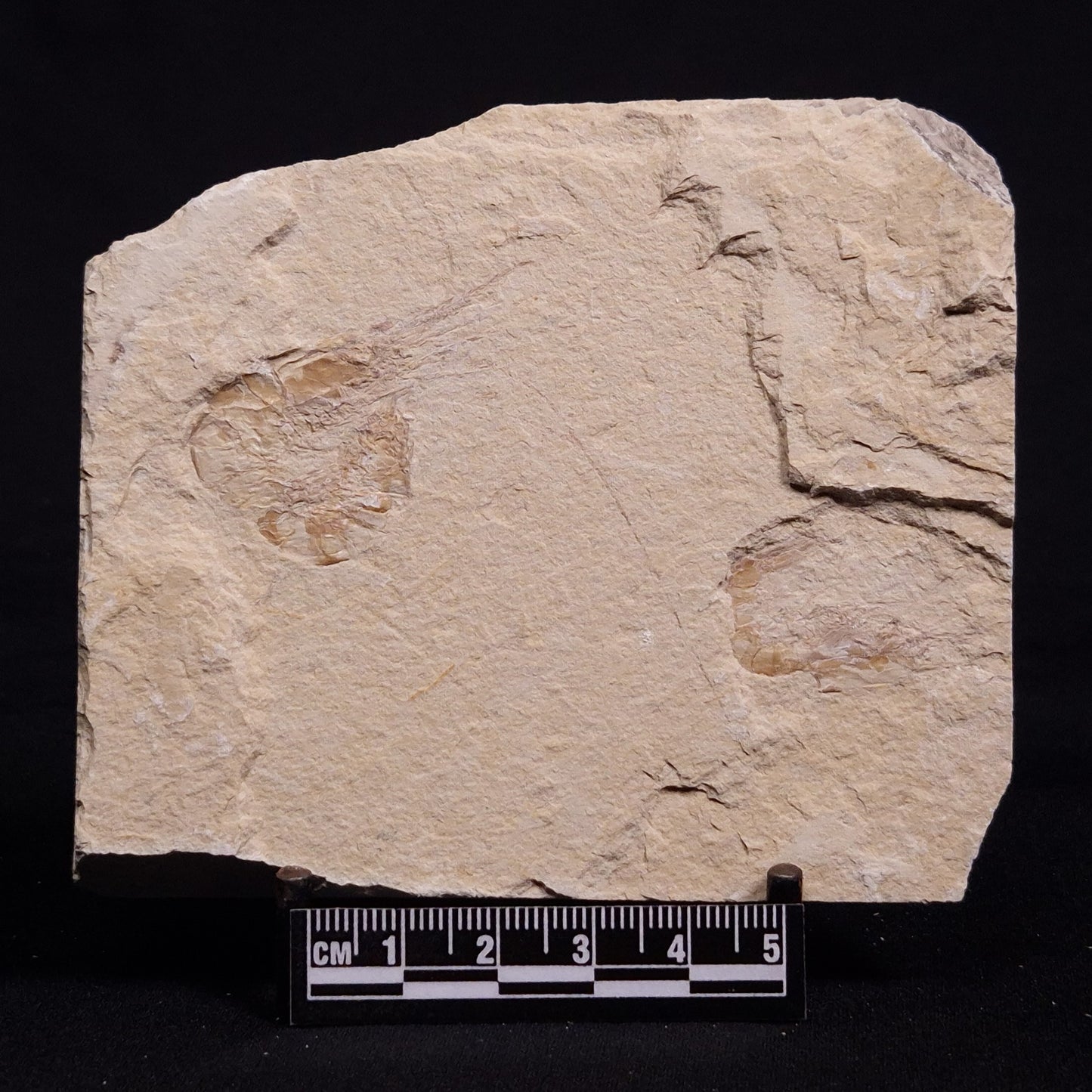 SHRIMP FOSSIL CARPOPENAEUS CALLIROSTRIS, Upper Cretaceous, Lebanon YSL008
