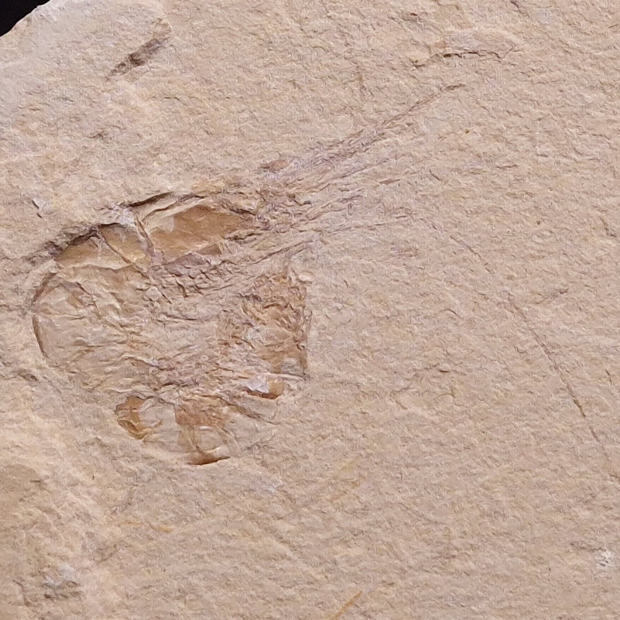 SHRIMP FOSSIL CARPOPENAEUS CALLIROSTRIS, Upper Cretaceous, Lebanon YSL008