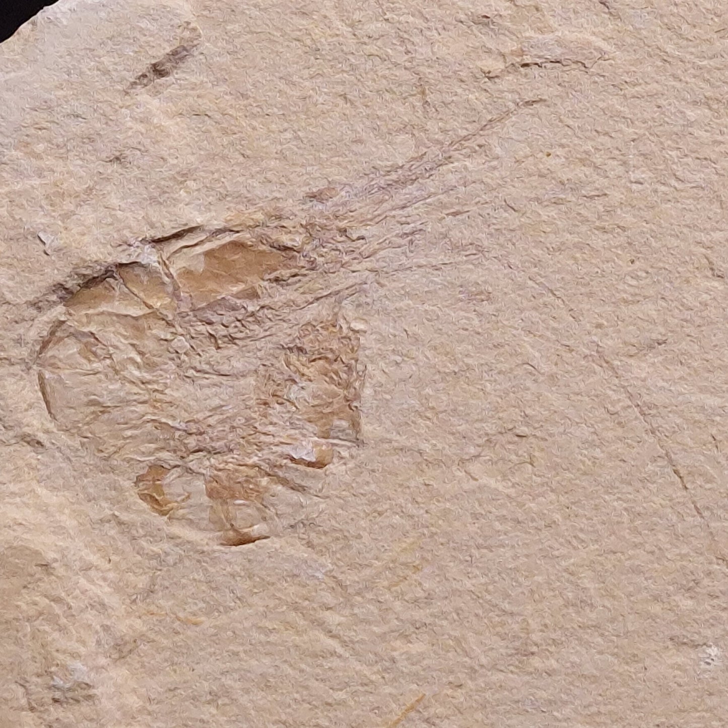 SHRIMP FOSSIL CARPOPENAEUS CALLIROSTRIS, Upper Cretaceous, Lebanon YSL008