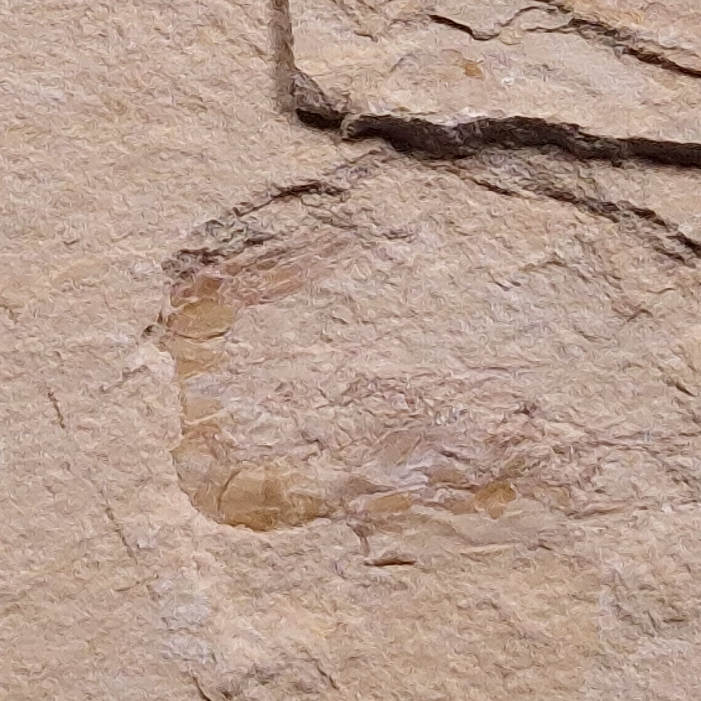 SHRIMP FOSSIL CARPOPENAEUS CALLIROSTRIS, Upper Cretaceous, Lebanon YSL008