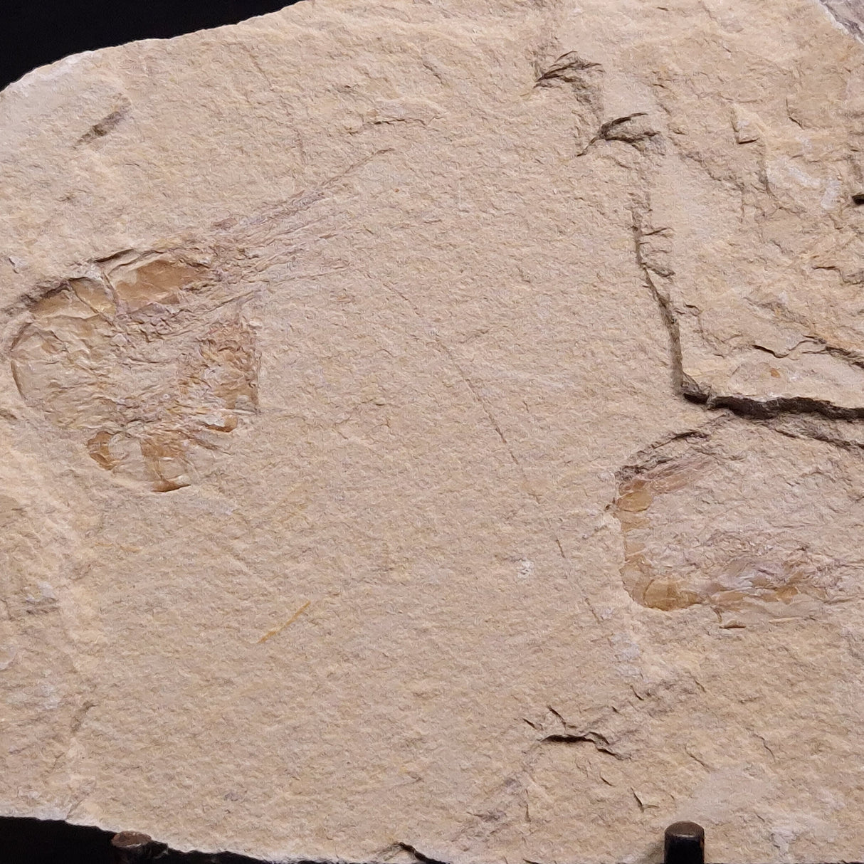 SHRIMP FOSSIL CARPOPENAEUS CALLIROSTRIS, Upper Cretaceous, Lebanon YSL008