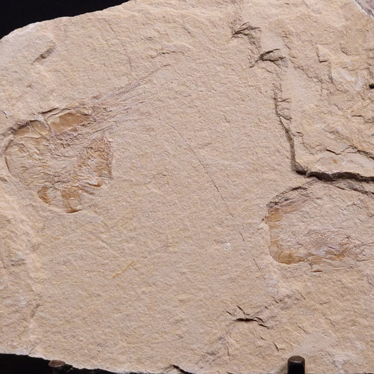 SHRIMP FOSSIL CARPOPENAEUS CALLIROSTRIS, Upper Cretaceous, Lebanon YSL008