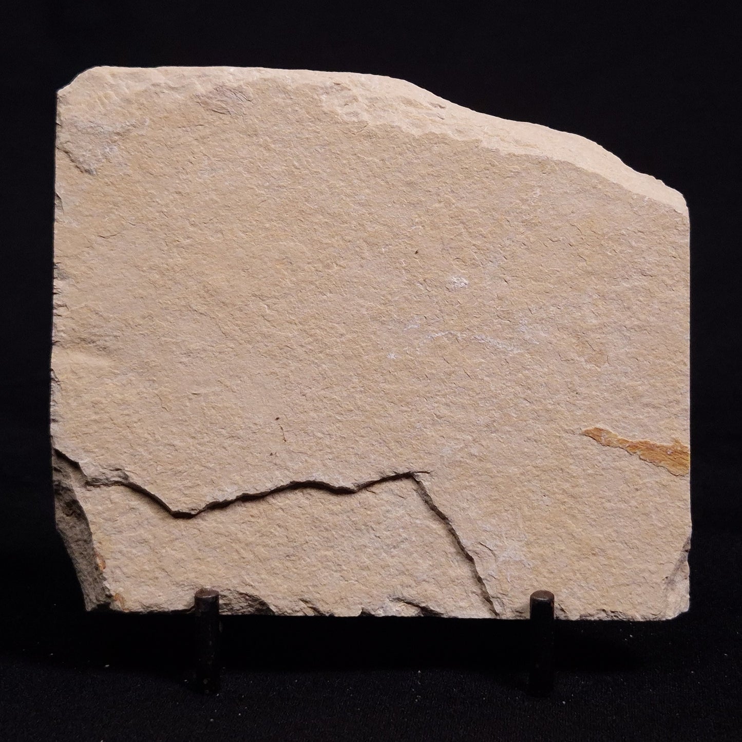 SHRIMP FOSSIL CARPOPENAEUS CALLIROSTRIS, Upper Cretaceous, Lebanon YSL008