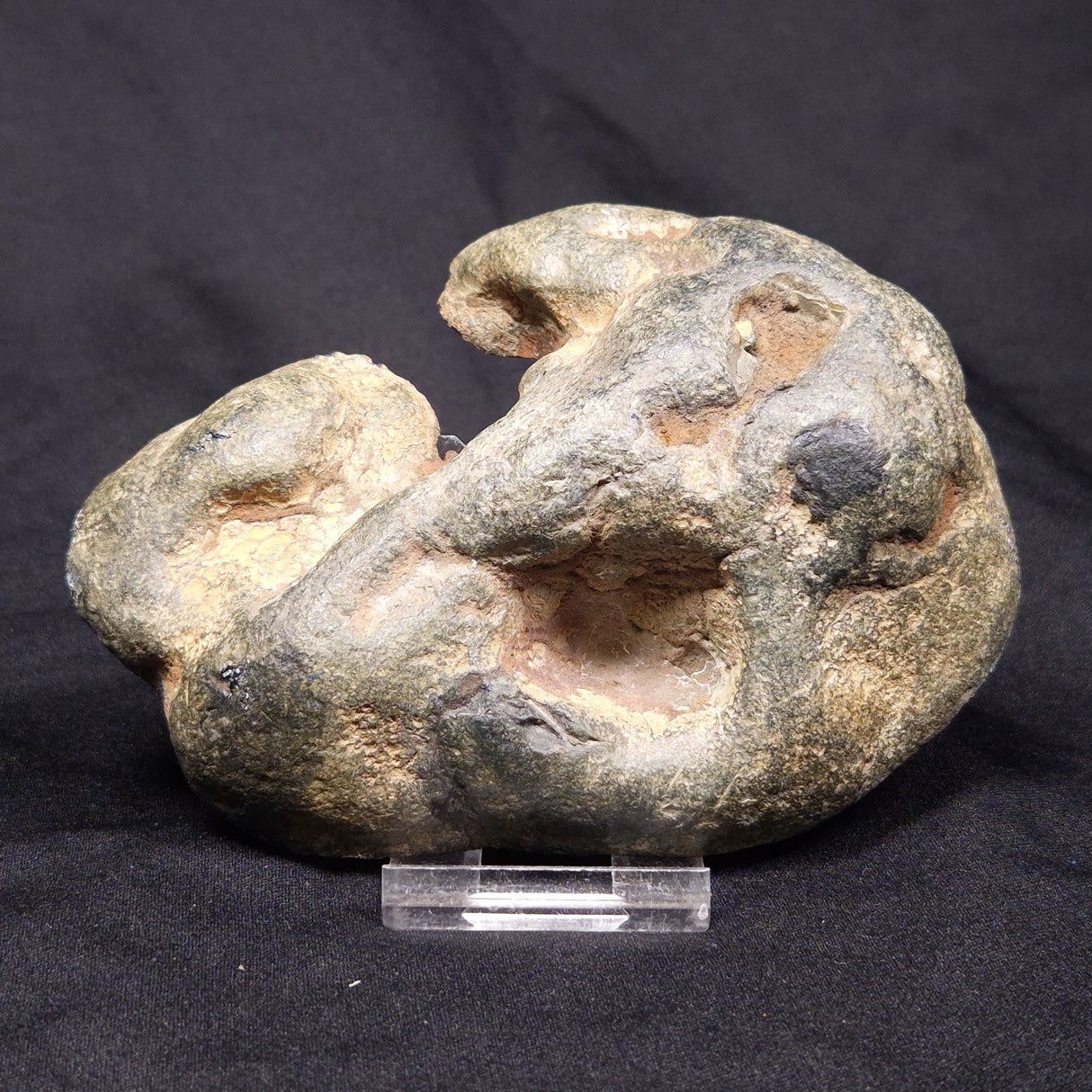 VIVIANITE NODULE, Australia XVI014