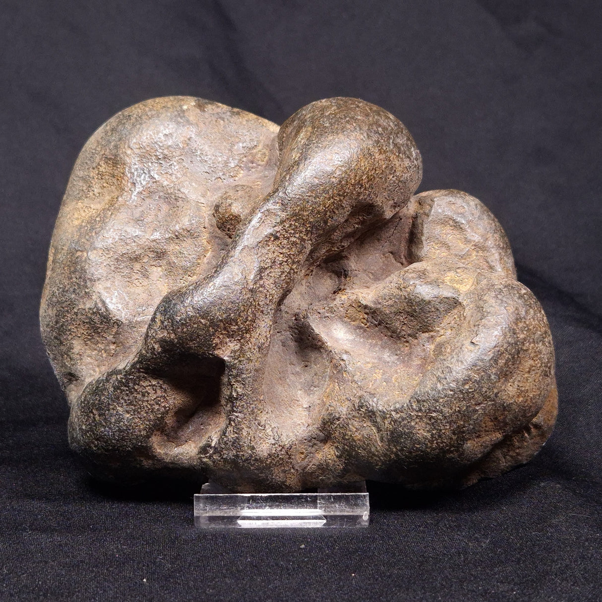 VIVIANITE NODULE, Australia XVI018