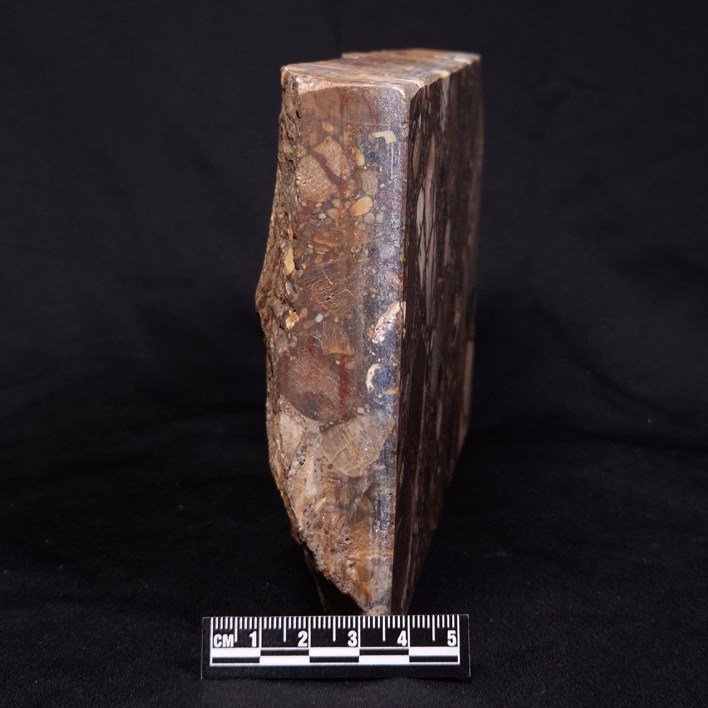 CONGLOMERATE, Australia YSC078