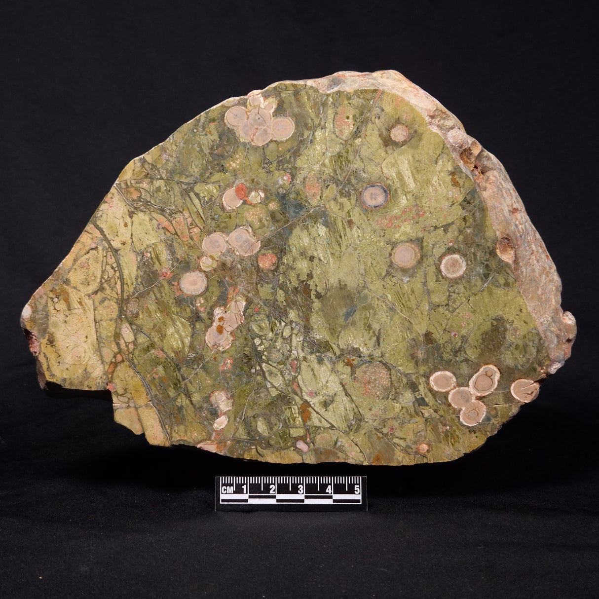 RHYOLITE (RAINFOREST JASPER), Australia YSC088