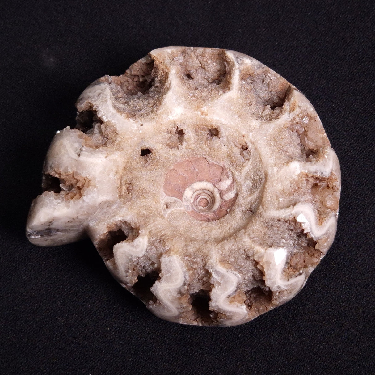 FLUORESCENT AMMONITE, East Timor XAT021