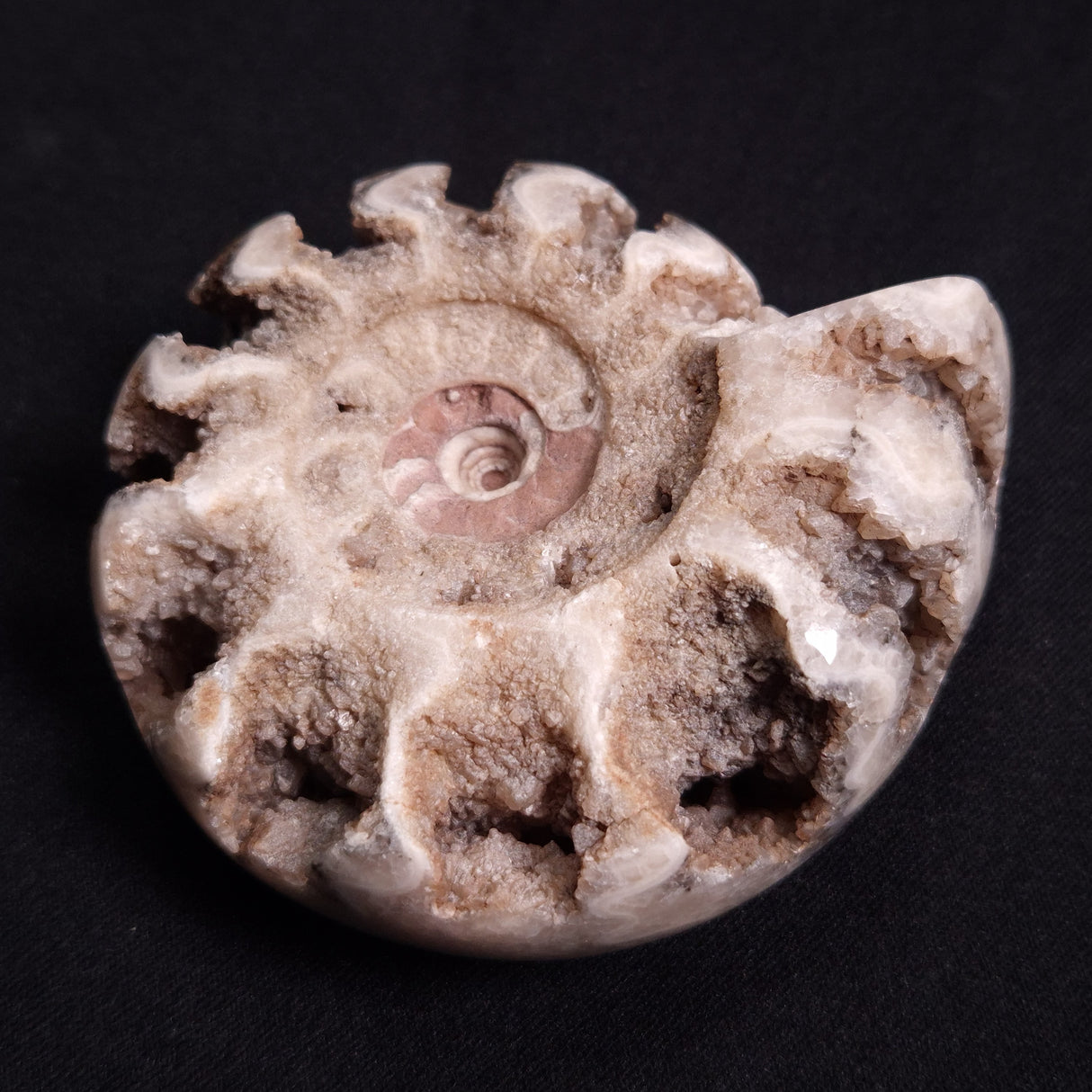 FLUORESCENT AMMONITE, East Timor XAT021