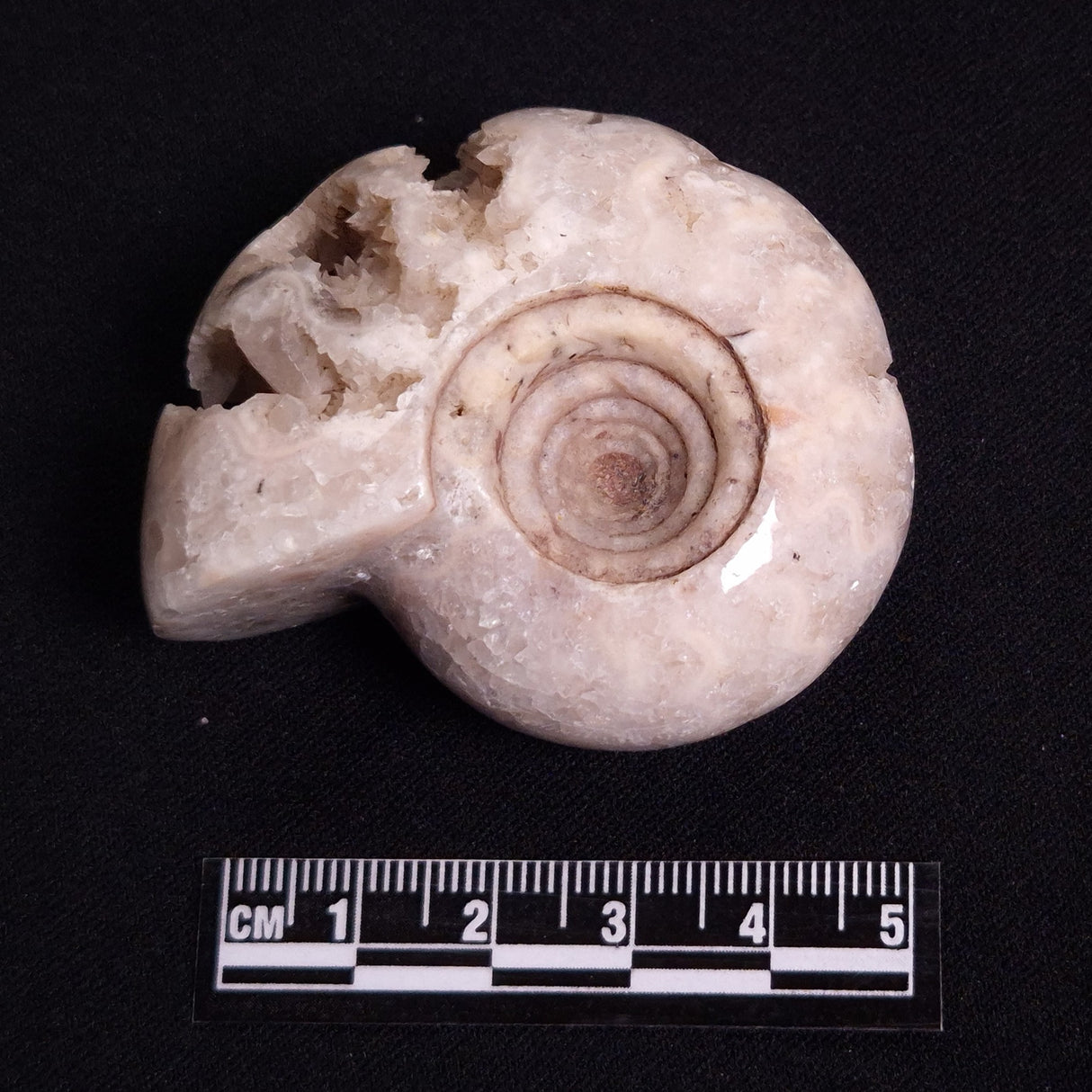 FLUORESCENT AMMONITE, East Timor XAT023