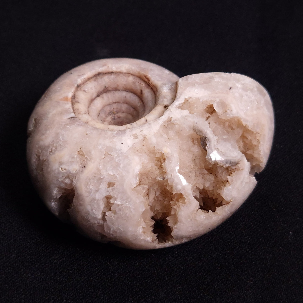 FLUORESCENT AMMONITE, East Timor XAT023