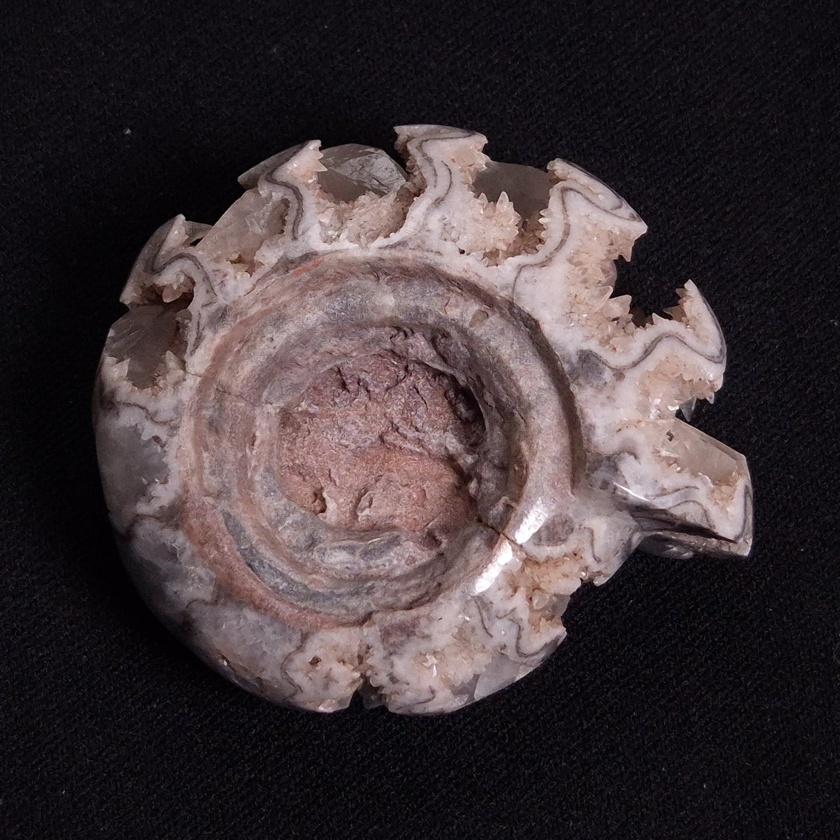 FLUORESCENT AMMONITE, East Timor XAT024