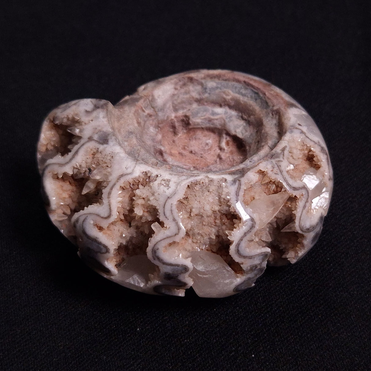 FLUORESCENT AMMONITE, East Timor XAT024