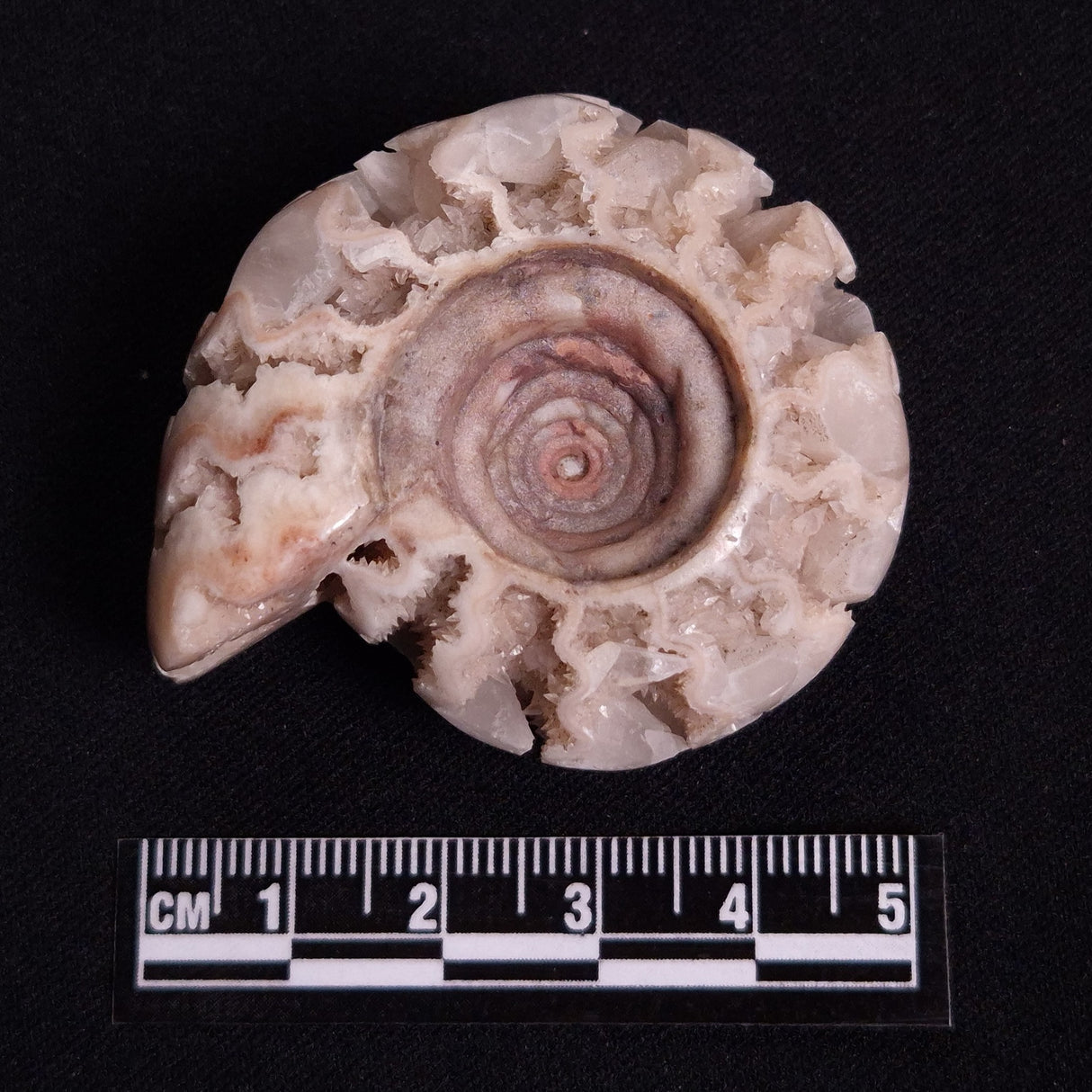 FLUORESCENT AMMONITE, East Timor XAT025