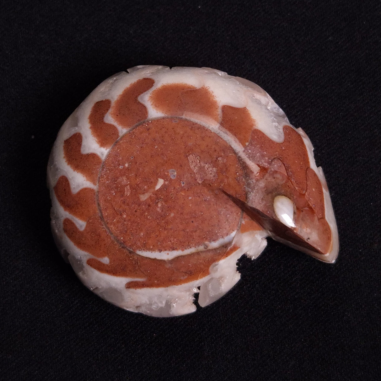 FLUORESCENT AMMONITE, East Timor XAT025