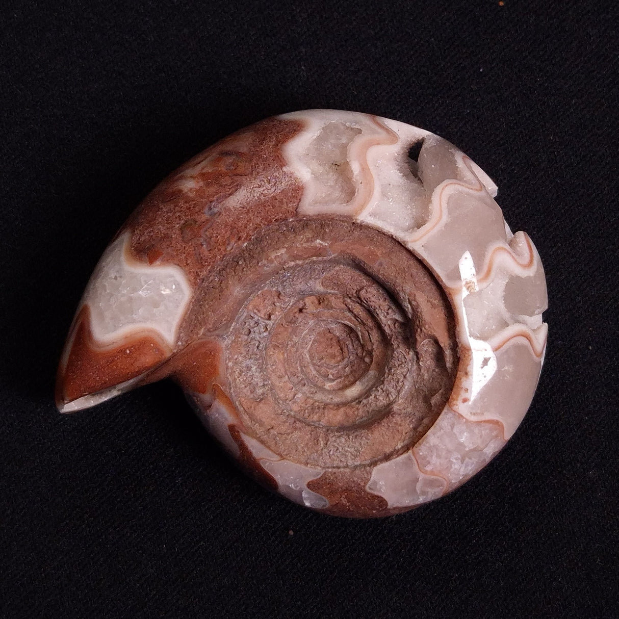 FLUORESCENT AMMONITE, East Timor XAT026