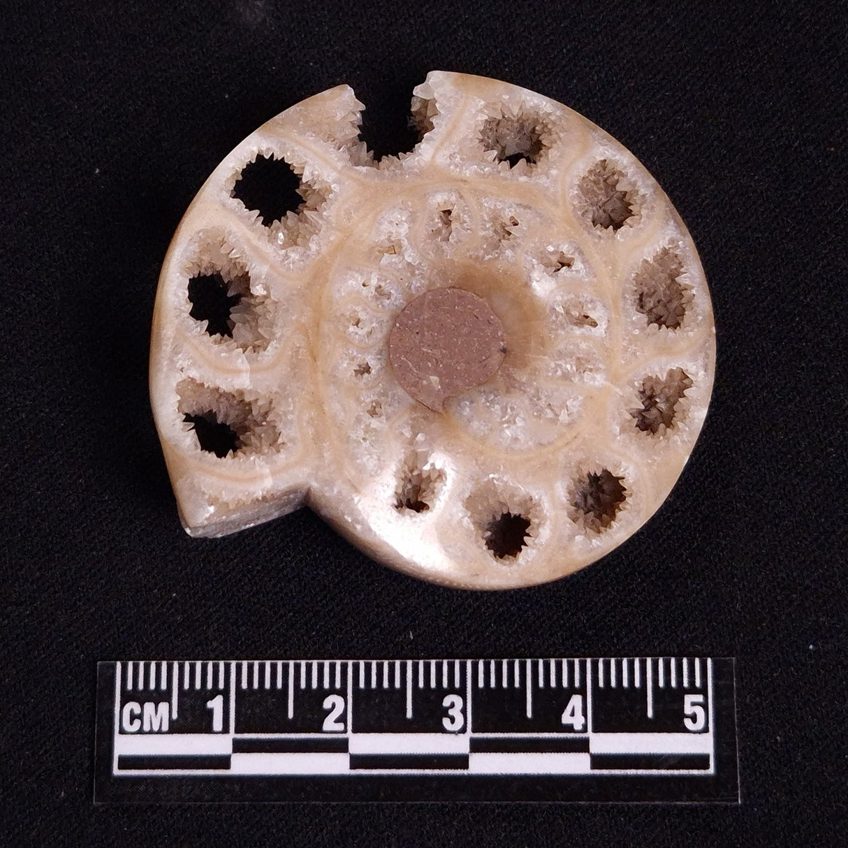 FLUORESCENT AMMONITE, East Timor XAT027