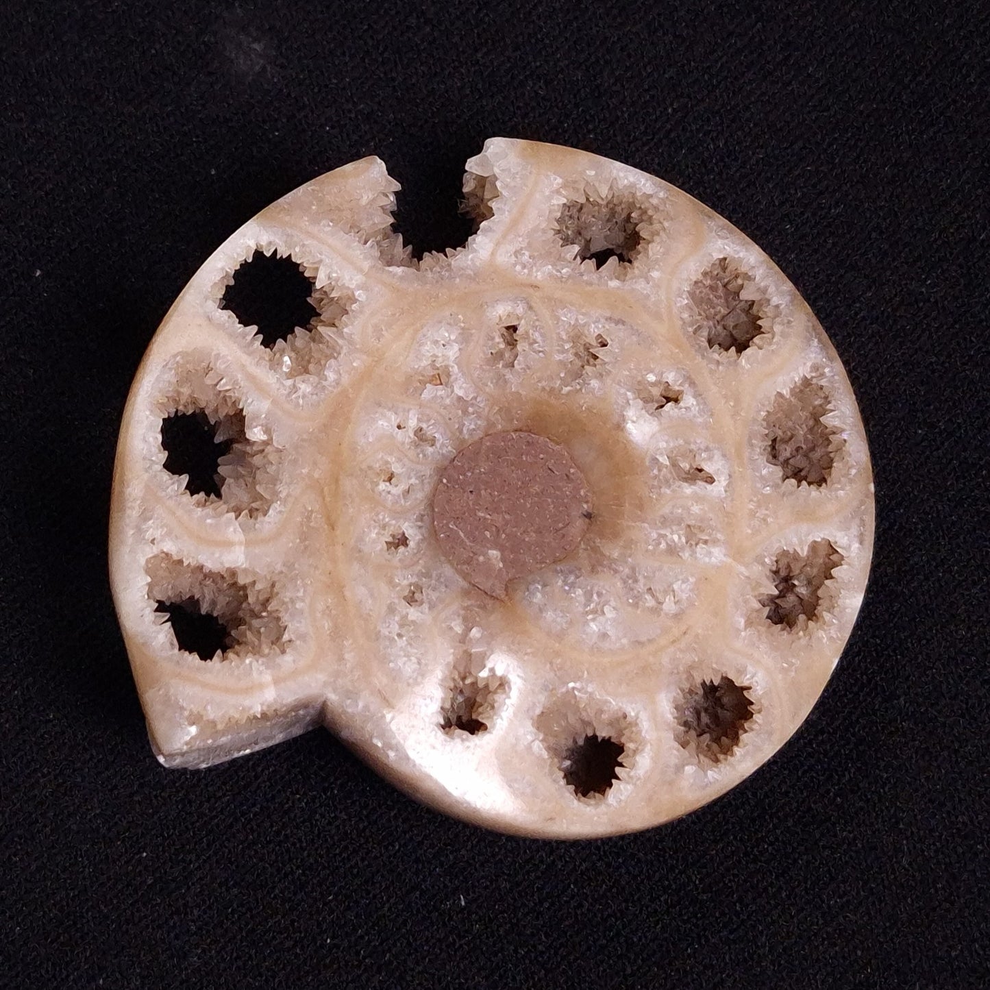 FLUORESCENT AMMONITE, East Timor XAT027