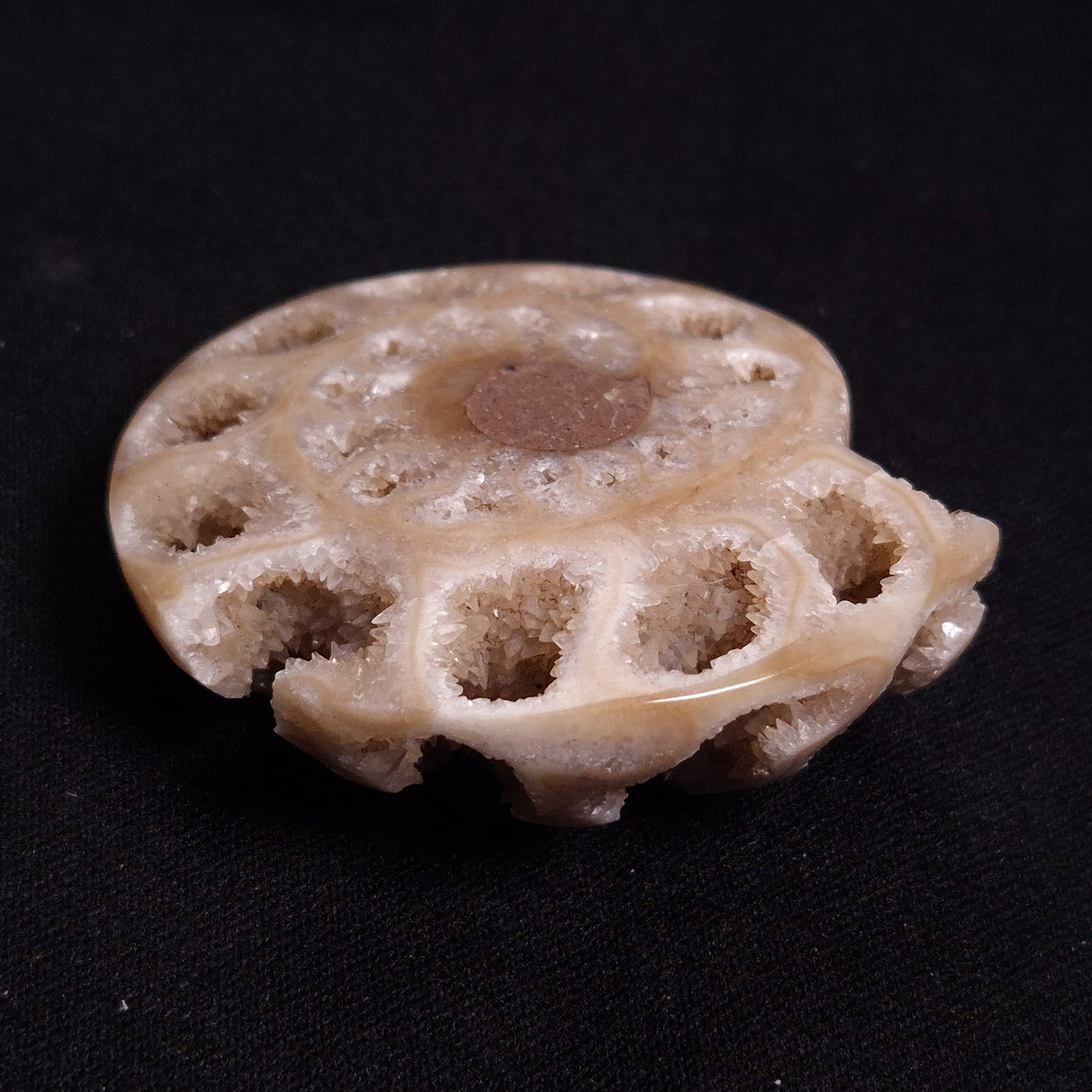 FLUORESCENT AMMONITE, East Timor XAT027