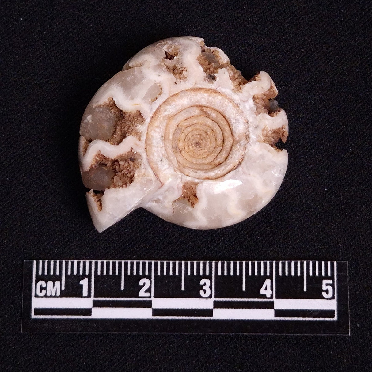 FLUORESCENT AMMONITE, East Timor XAT028