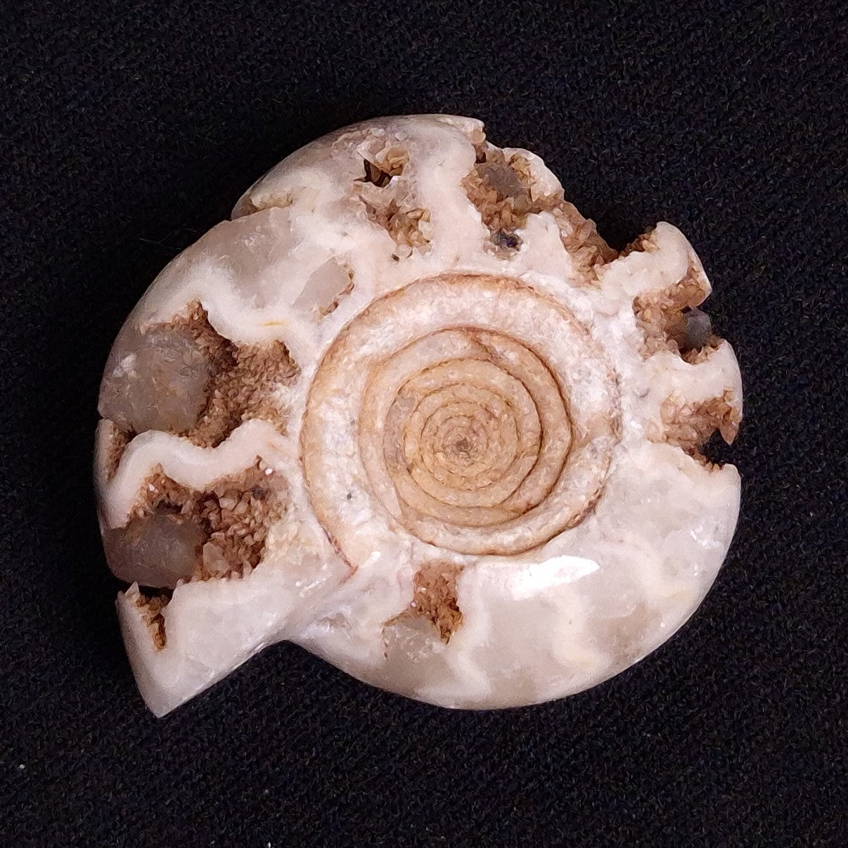 FLUORESCENT AMMONITE, East Timor XAT028