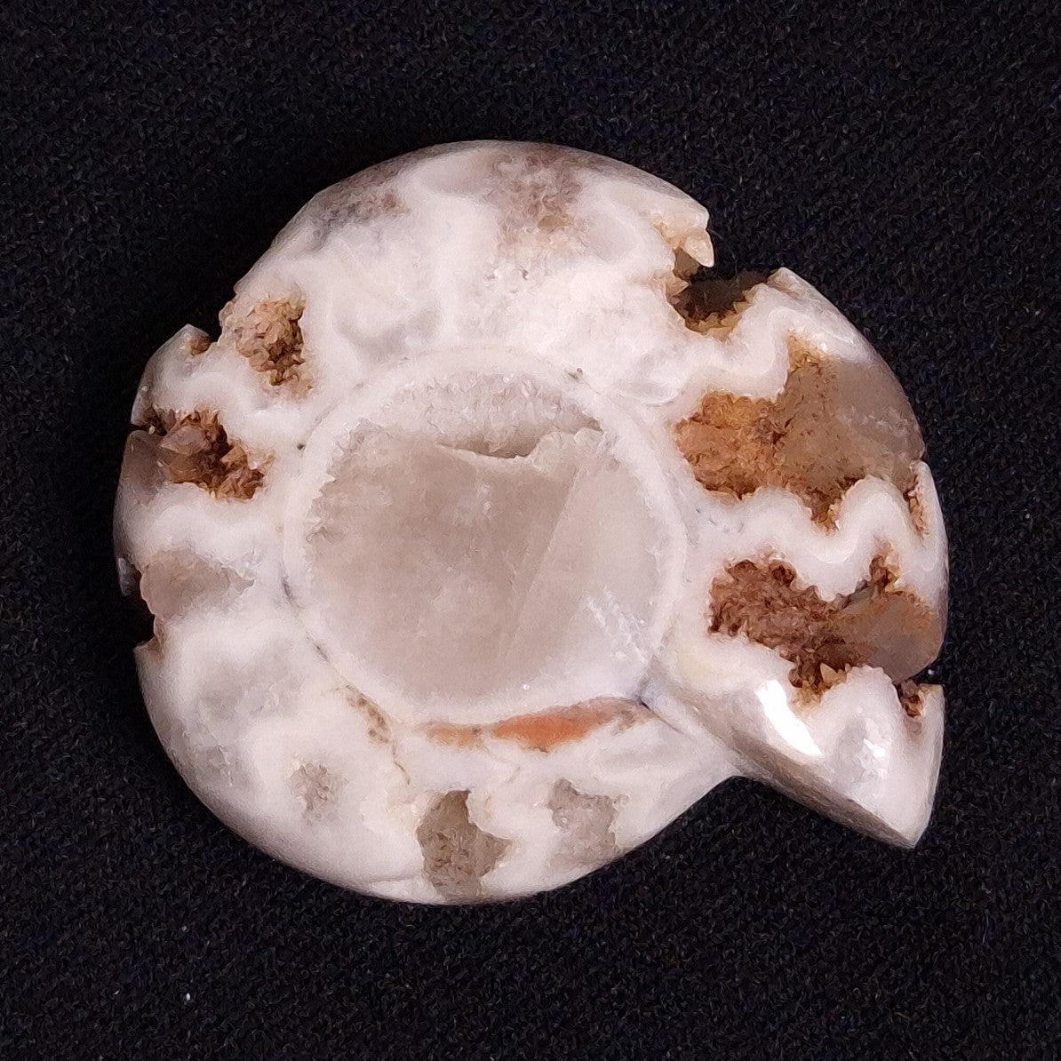 FLUORESCENT AMMONITE, East Timor XAT028