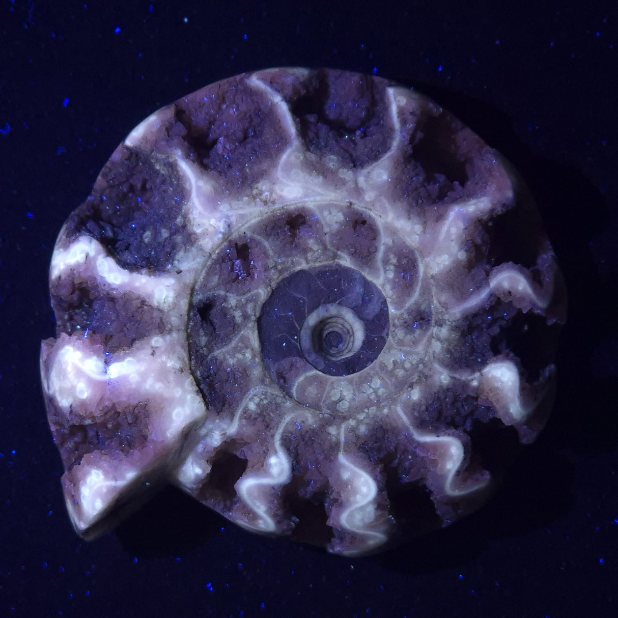 FLUORESCENT AMMONITE, East Timor XAT021