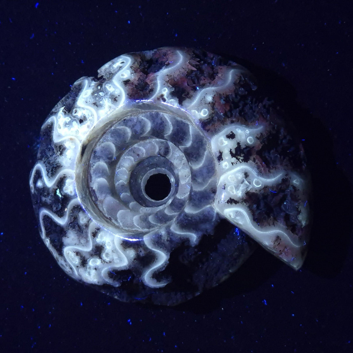 FLUORESCENT AMMONITE, East Timor XAT022