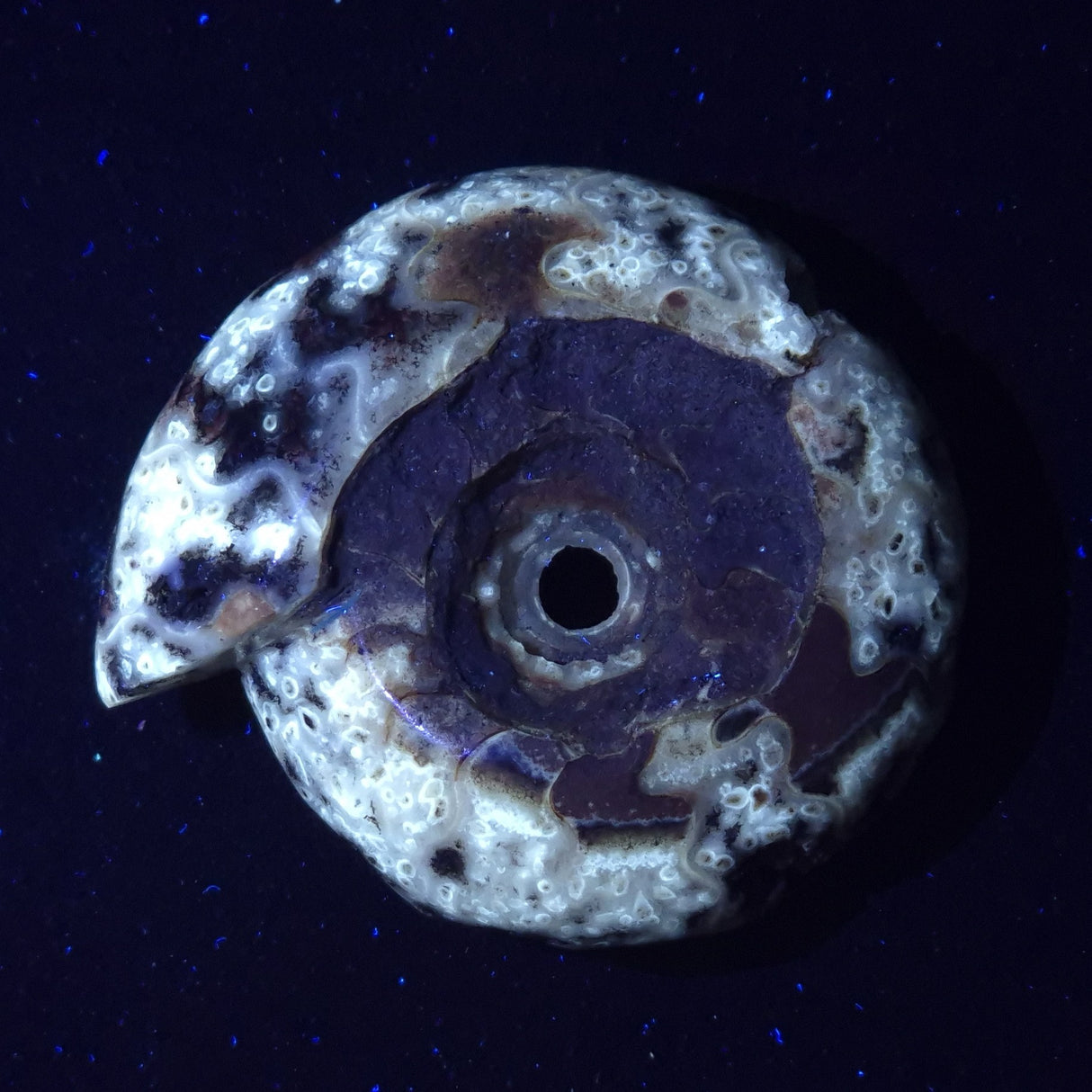 FLUORESCENT AMMONITE, East Timor XAT022
