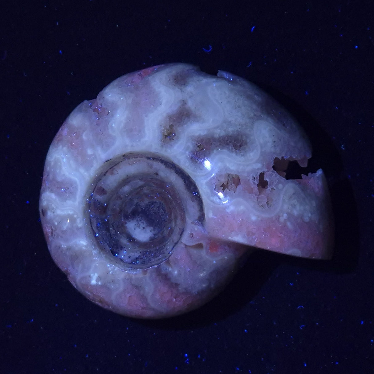 FLUORESCENT AMMONITE, East Timor XAT023