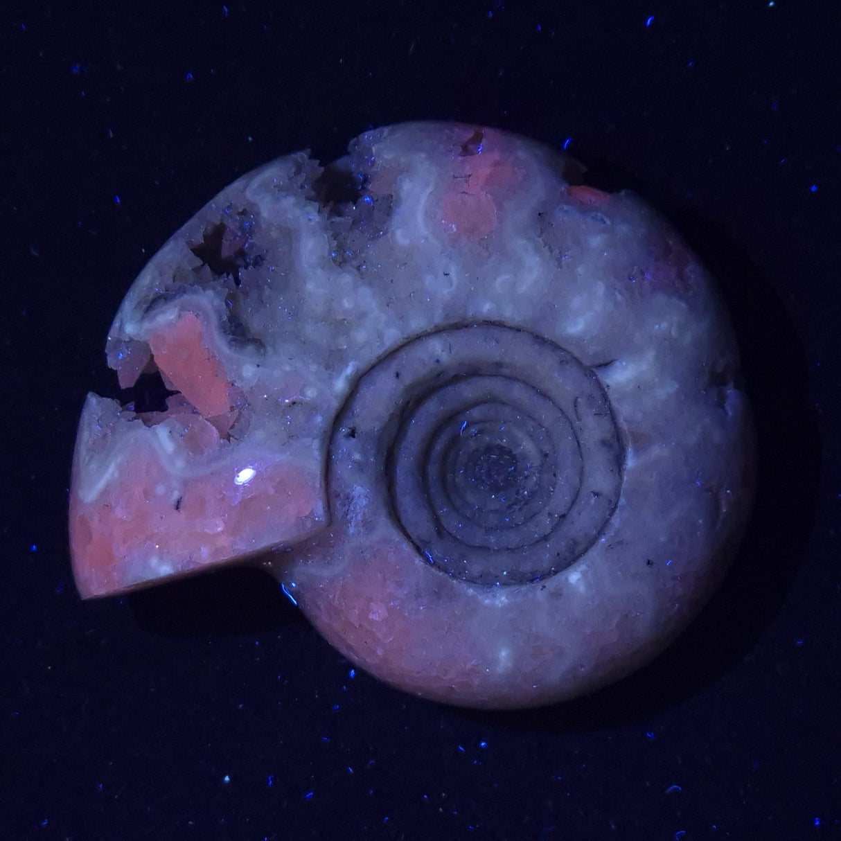 FLUORESCENT AMMONITE, East Timor XAT023