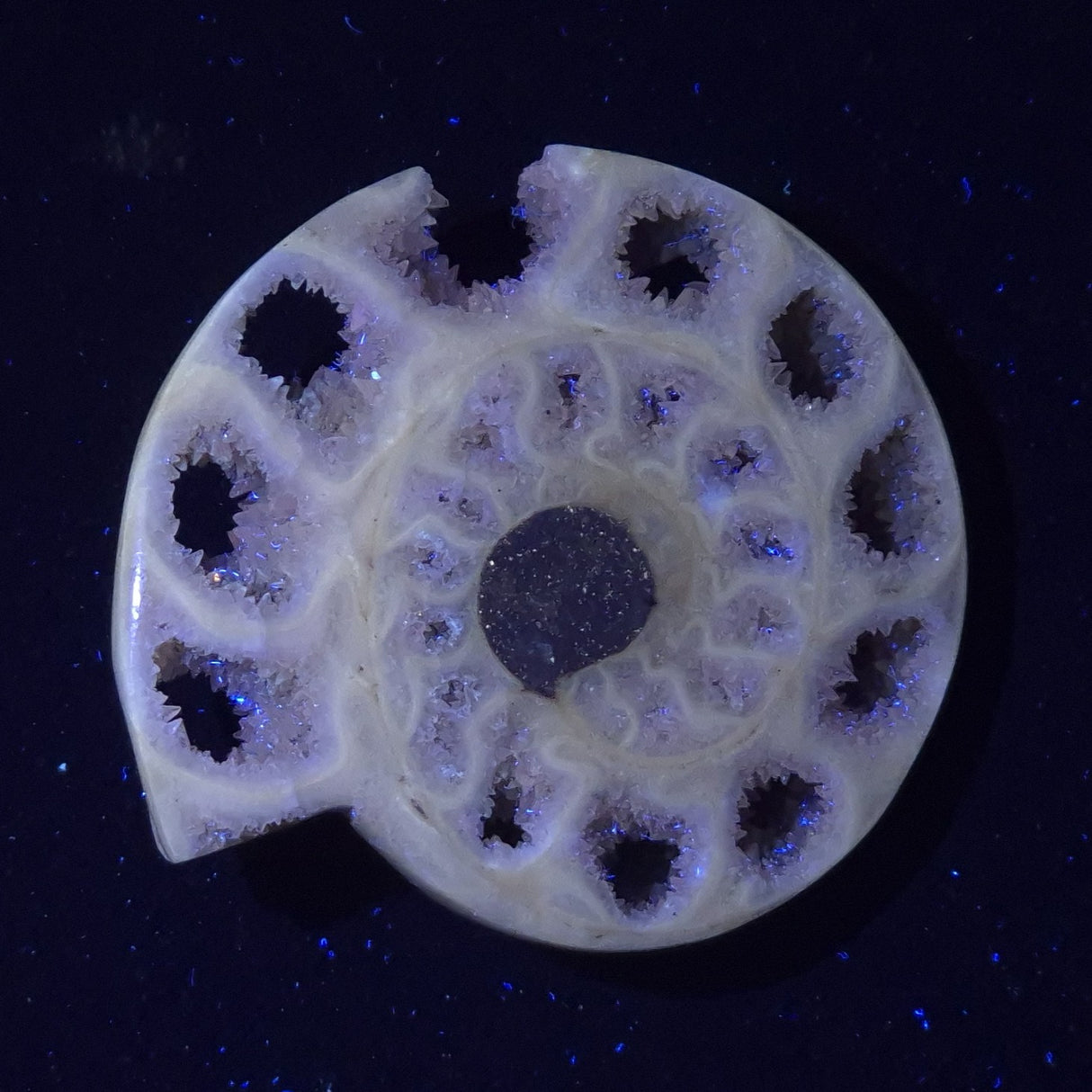 FLUORESCENT AMMONITE, East Timor XAT027