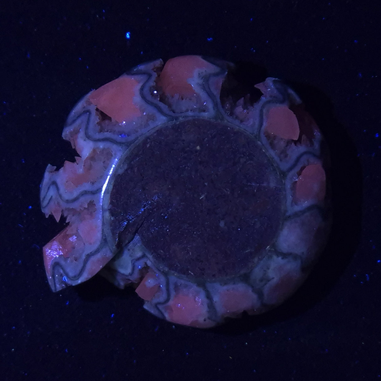 FLUORESCENT AMMONITE, East Timor XAT024