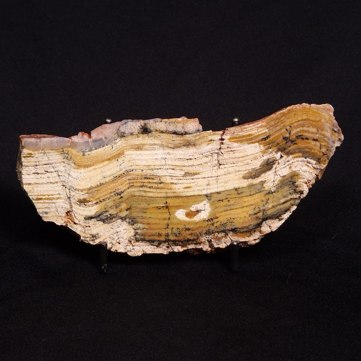 STROMATOLITE MICROBIAL MAT, Strelley Pool Formation, Archean, Australia ZSP013