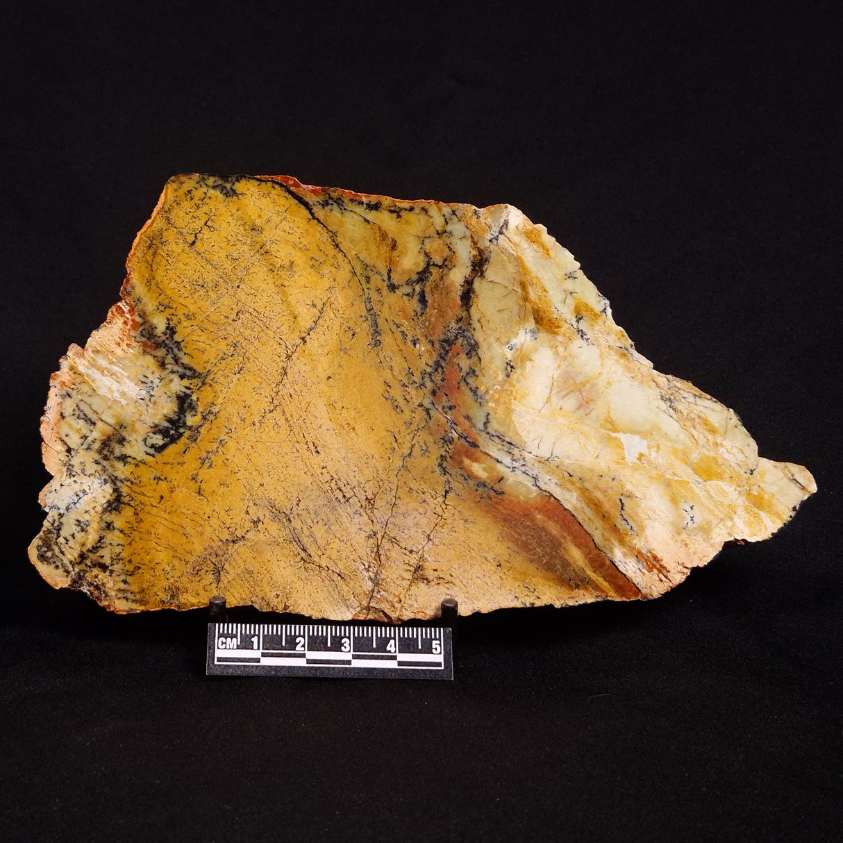 STROMATOLITE MICROBIAL MAT, Strelley Pool Formation, Archean, Australia ZSP017